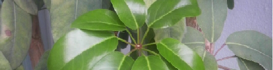 P1000058.JPG