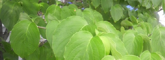 P1000075.JPG